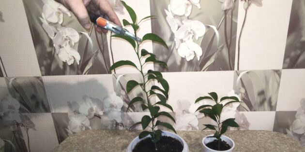 Как вырастить мандарин из косточки в домашних условиях: формируйте деревце