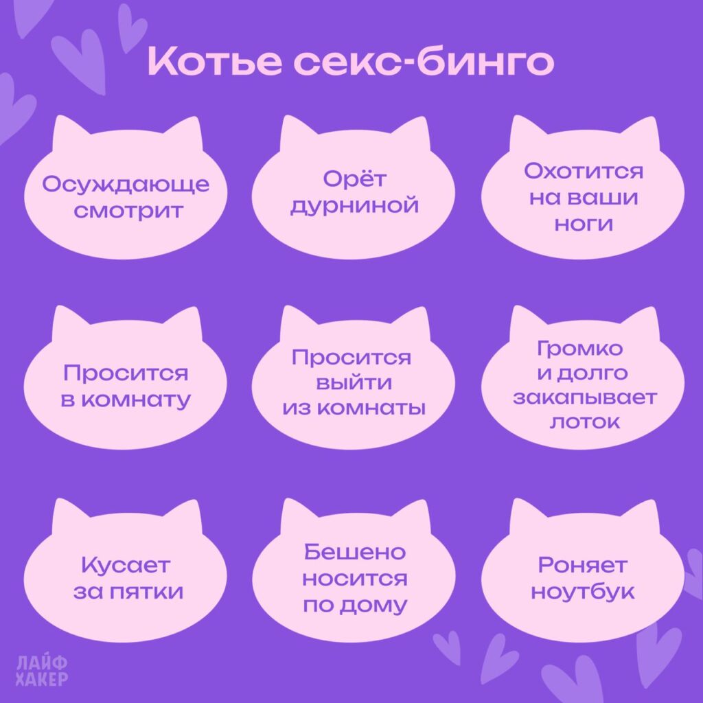 Список дел кота, который понял, что у вас сейчас будет секс — Лайфхакер