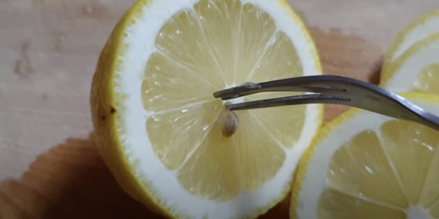 Как вырастить лимон из косточки в домашних условиях - Лайфхакер