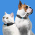 Invoxia представила фитнес-трекер для собак и кошек — он следит за дыханием и сердцем