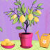 Как вырастить лимон из косточки в домашних условиях