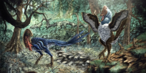 Учёные открыли новый вид «адского цыплёнка», жившего вместе с динозаврами
