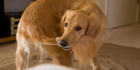 Почему собаки виляют хвостом? У учёных появились две новые гипотезы
