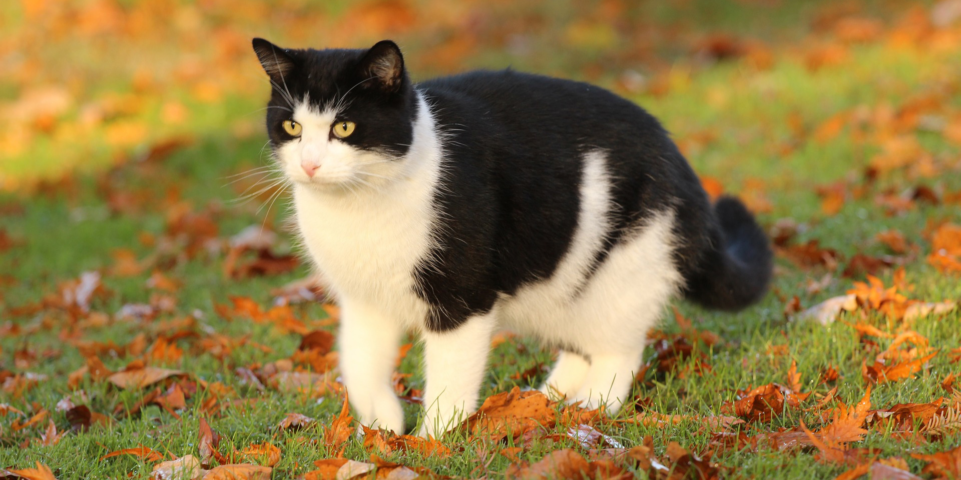 Чёрно-белый окрас кошки