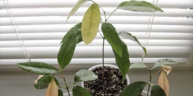 Как вырастить личи из косточки в домашних условиях: притеняйте растение от полуденного солнца