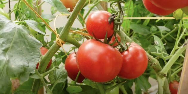 Что посадить в феврале на рассаду: помидоры
