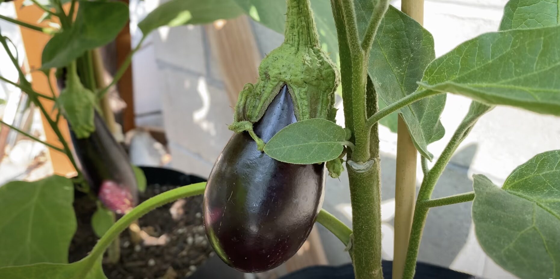 Сеем перец на рассаду в феврале