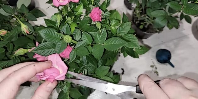 Особенности ухода за миниатюрной розой Кордана