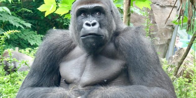 Почему у женщин растут усы: у гориллы столько же волосяных фолликулов, сколько и у человека