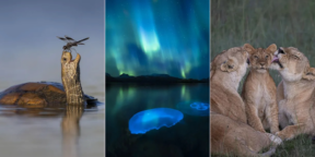 Умка вырос: спящий мишка на льдине победил на конкурсе «Фотограф дикой природы года»