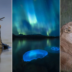 Умка вырос: спящий мишка на льдине победил на конкурсе «Фотограф дикой природы года»