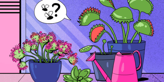 Какие растения-хищники можно вырастить на подоконнике