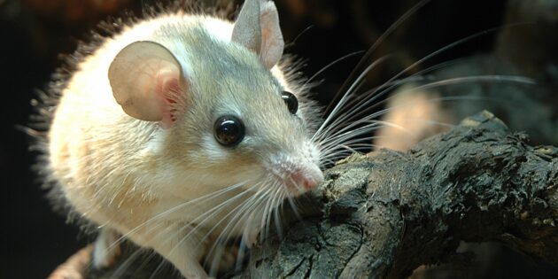 Африканская иглистая мышь