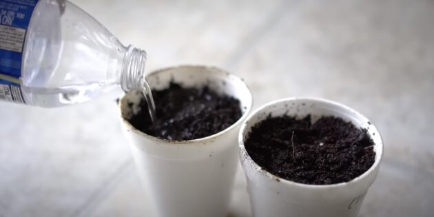 Как посадить и вырастить гранат из косточки в домашних условиях: увлажните грунт