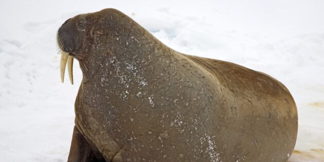Atlantic walrus, Arctic