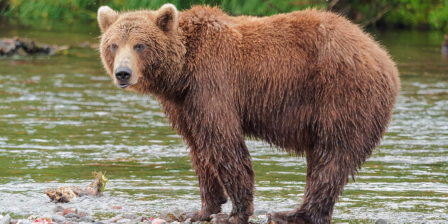 Бурый медведь на Камчатке