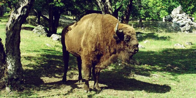 Caucasian bison