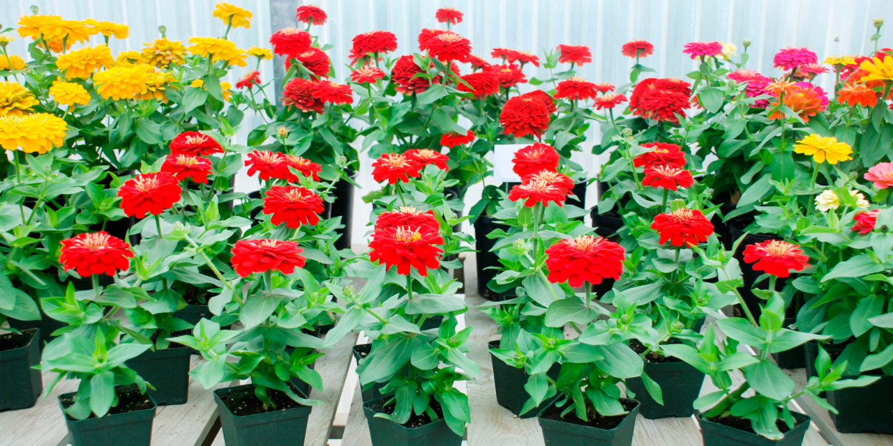 посев семян на рассаду в феврале 2024. посев семян на рассаду в феврале 2024.