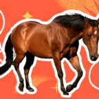 Знаете ли вы, сколько лошадиных сил в одной лошади?