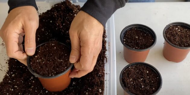 Когда и как сажать арбузы на рассаду: подготовьте рассадные ёмкости
