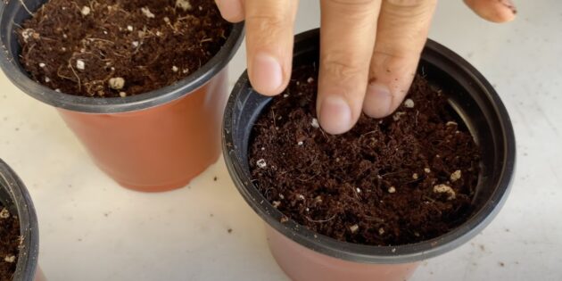 Когда и как сеять арбузы на рассаду: засыпьте семена грунтом