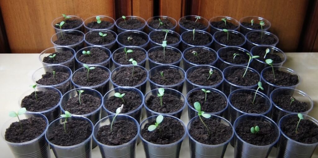 Рассада помидор попарное. Чем полить рассаду чтобы не вытягивалась. Рассада на окне. Чем полить рассаду чтобы не вытягивалась. Рассада бархатцев вытянулась.