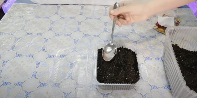 Когда и как сажать георгины на рассаду: присыпьте семена землёй