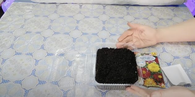 Когда и как сажать георгины на рассаду: подготовьте рассадные ёмкости