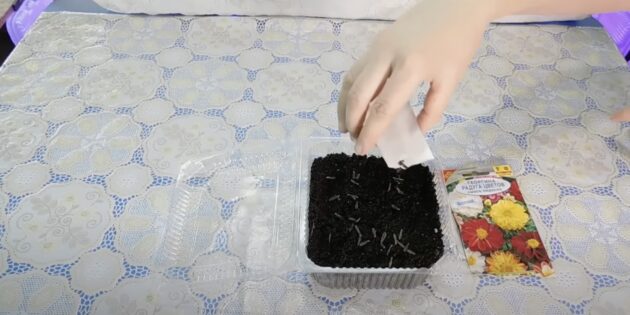 Как и когда сажать георгины на рассаду: разложите семена