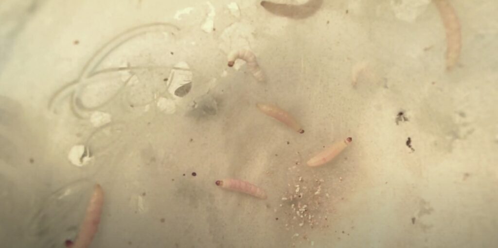 Как избавиться от жучков в крупах: найдите личинки пищевой моли