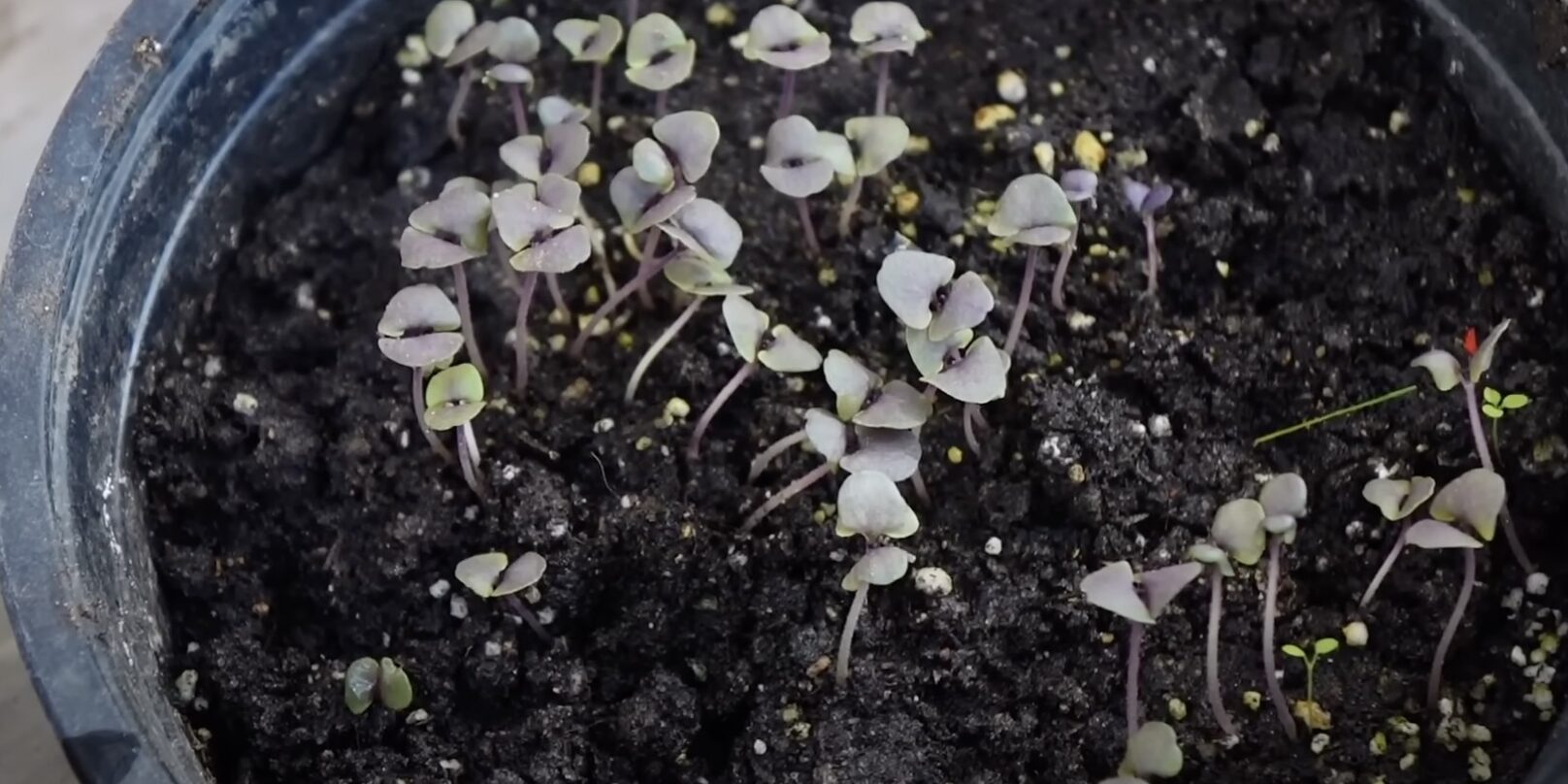 Сорт базилика Арарат