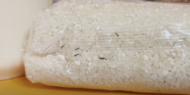 Как избавиться от жучков в крупах: жучки в закрытой пачке с рисом