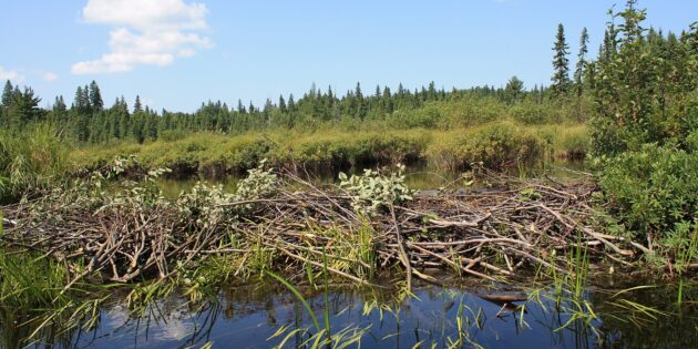 Зачем бобры строят плотины: Бобровая плотина в парке Алгонкин в Онтарио