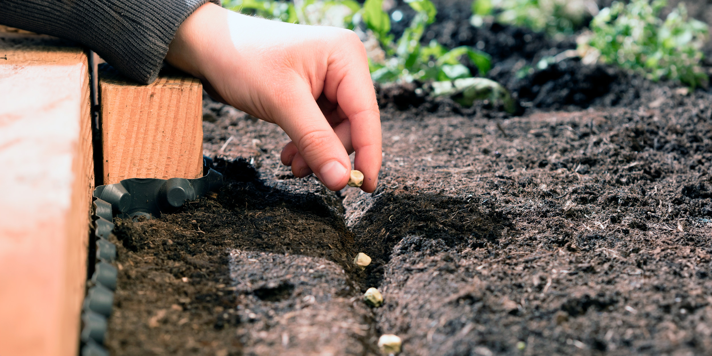 Как посадить и вырастить горох: простая инструкция