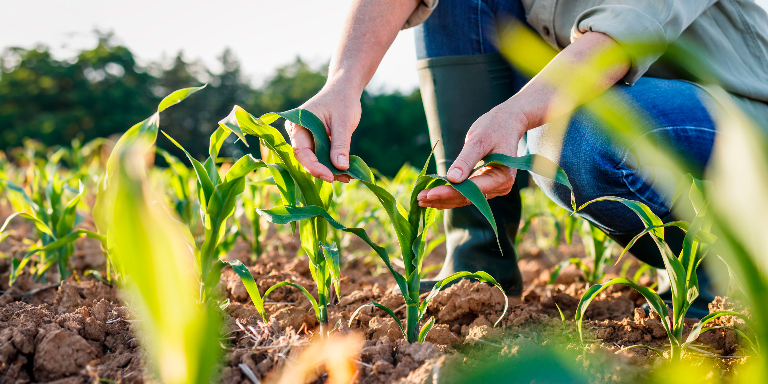 Как сажать и выращивать кукурузу, чтобы початки были сладкими и сочными