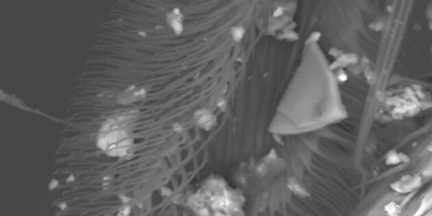 Электронная микрофотография пульвиллы комнатной мухи — волосистой подушечки на лапе, которые позволяют прикрепляться к стенам и потолку