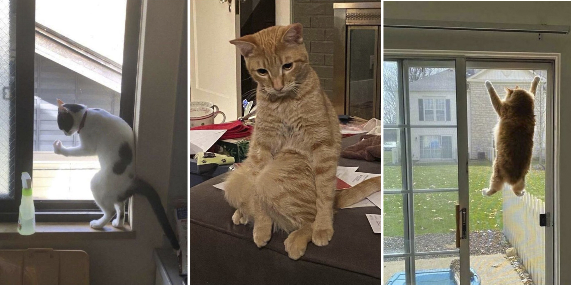 «Что не так с вашей кошкой?»: 20 забавных фото котиков от пользователей Сети