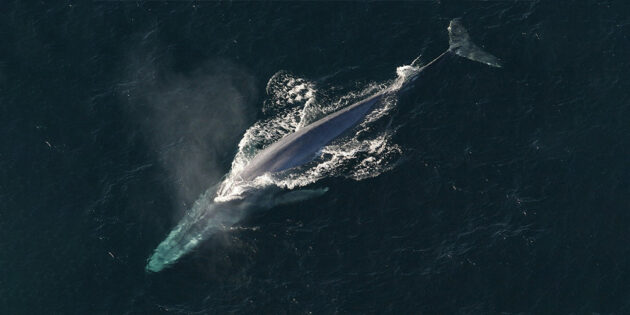 10 самых больших животных, которые когда-либо жили на планете: синий кит