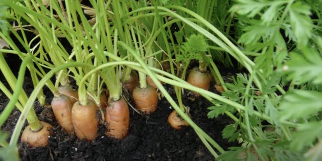 Что посадить в мае в открытый грунт: морковь
