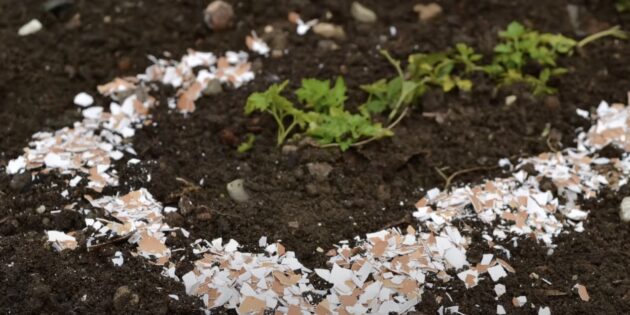 Как использовать яичную скорлупу в огороде для борьбы со слизнями