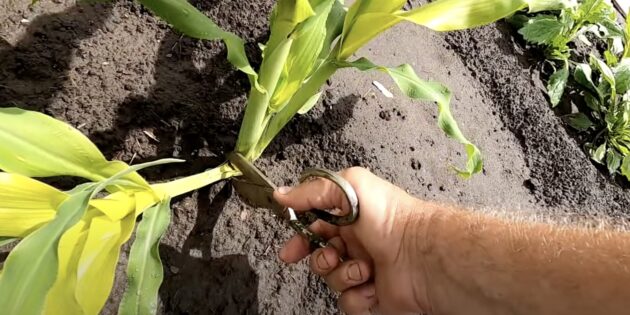Выращивание кукурузы и уход: удаляйте пасынки