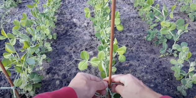 Как вырастить горох: подвяжите стебли