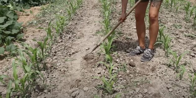 Как вырастить кукурузу: рыхлите и пропалывайте грядки