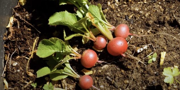 Что посадить в мае в открытый грунт: редис