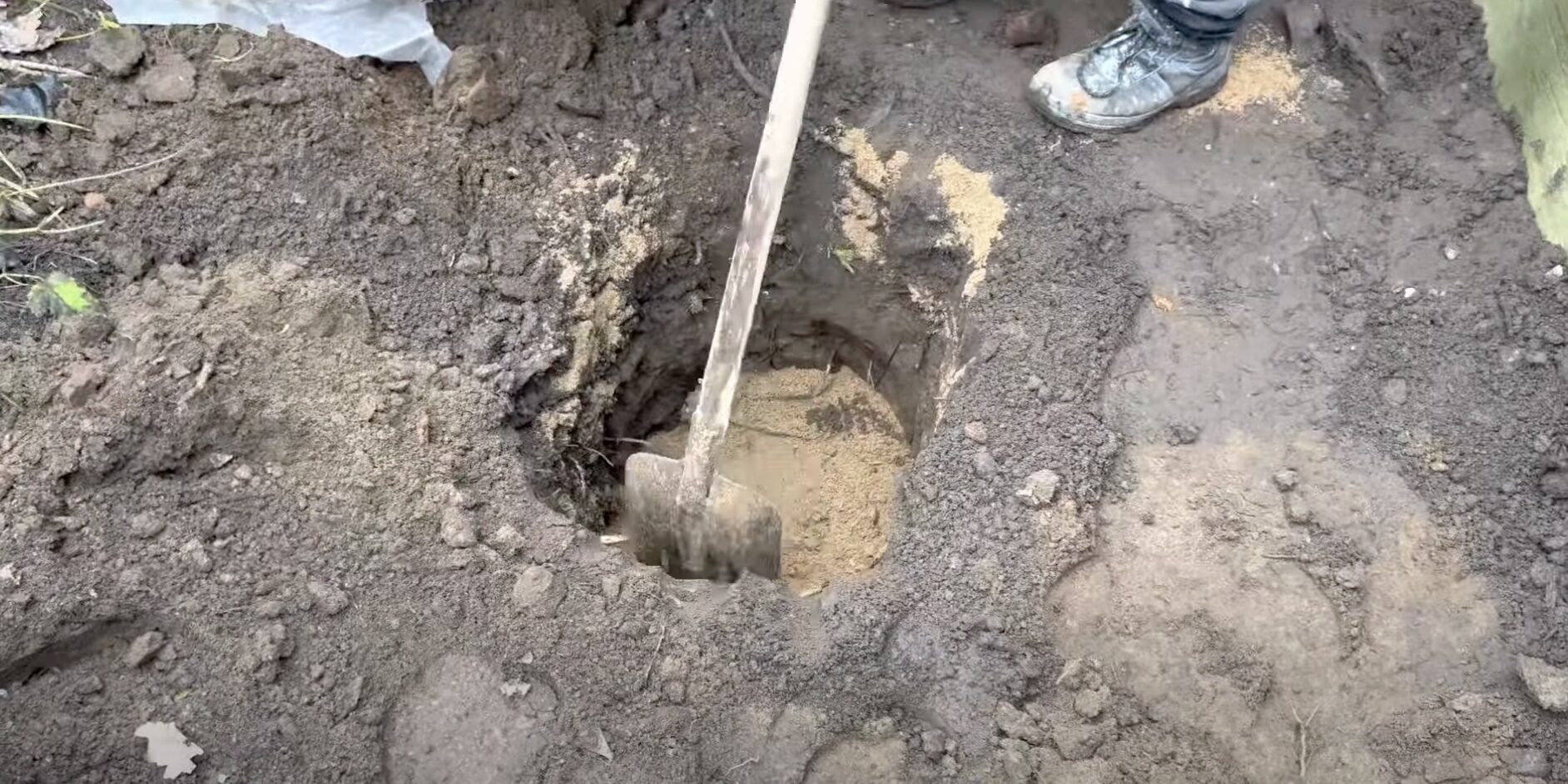 Сосны на участке