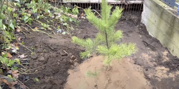 Как посадить сосну: полейте дерево и замульчируйте приствольный круг