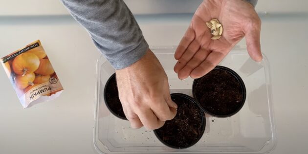 Как и когда сажать тыкву на рассаду: разложите семена по горшочкам