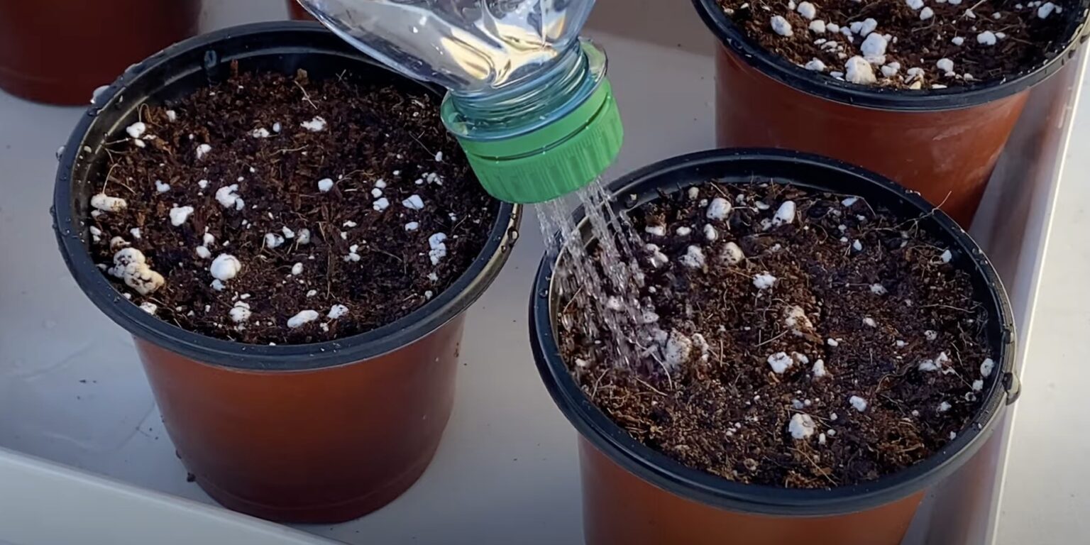 Нужно ли сажать тыкву на рассаду