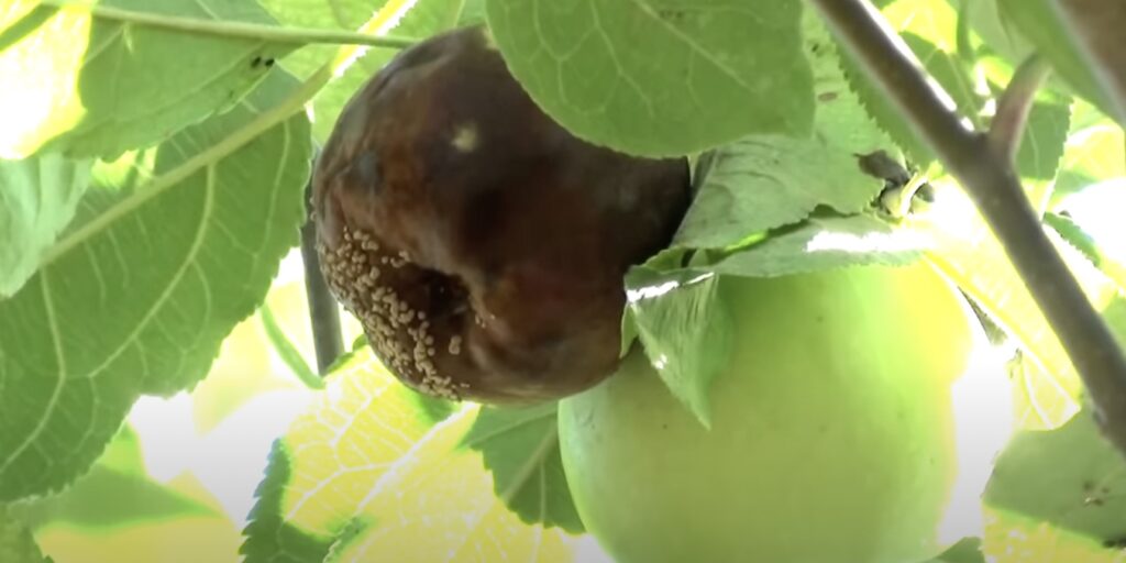 Яблоко, полностью поражённое плодовой гнилью из-за монилиоза