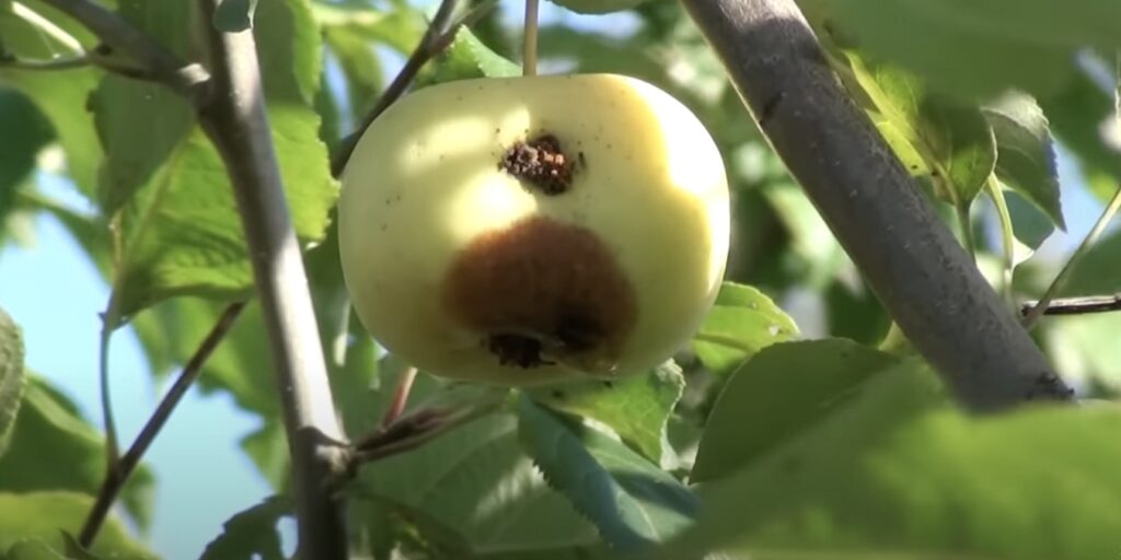 Коричневое пятно на яблоке сигнализует о начале развития плодовой гнили из-за монилиоза